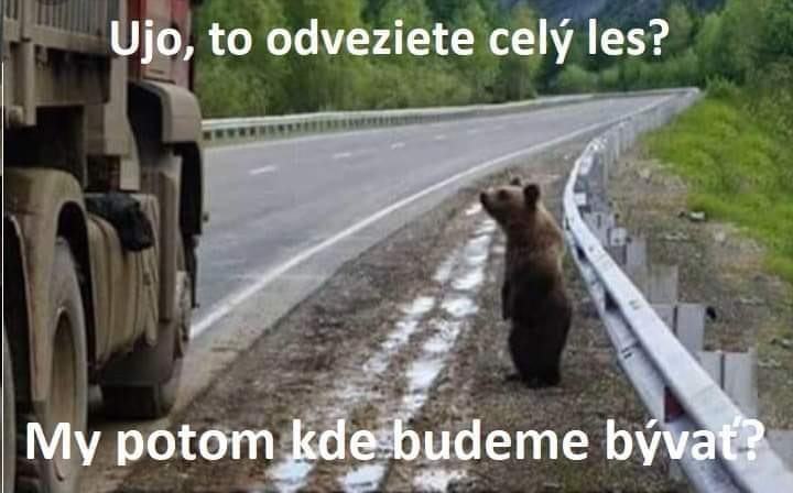 Malý medveď stojí pri ceste vedľa kamióna a pozerá so zvedavosťou.