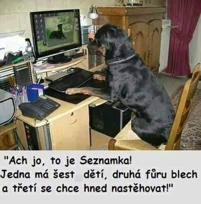 Pes sediaci pri počítači, pozerajúci na monitor s výrazom zábavy. Text na obrázku tvorí humorný kontext.