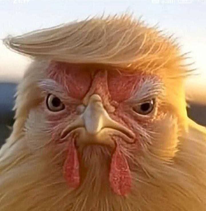 Ľadová paródia: kurča s charakteristickým účesom.