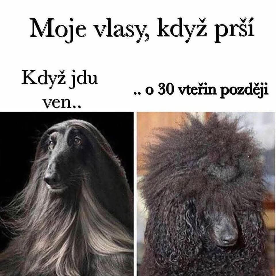 Psy s hladkou srsťou pred dažďom a kučeravou po daždi, vtipne zobrazené ako metafora pre vlasy.