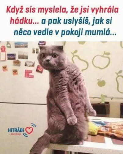 Šedá mačka na zadných, prekvapená výrazom, stoji v kuchyni s vtipným textom o hádke na pozadí.