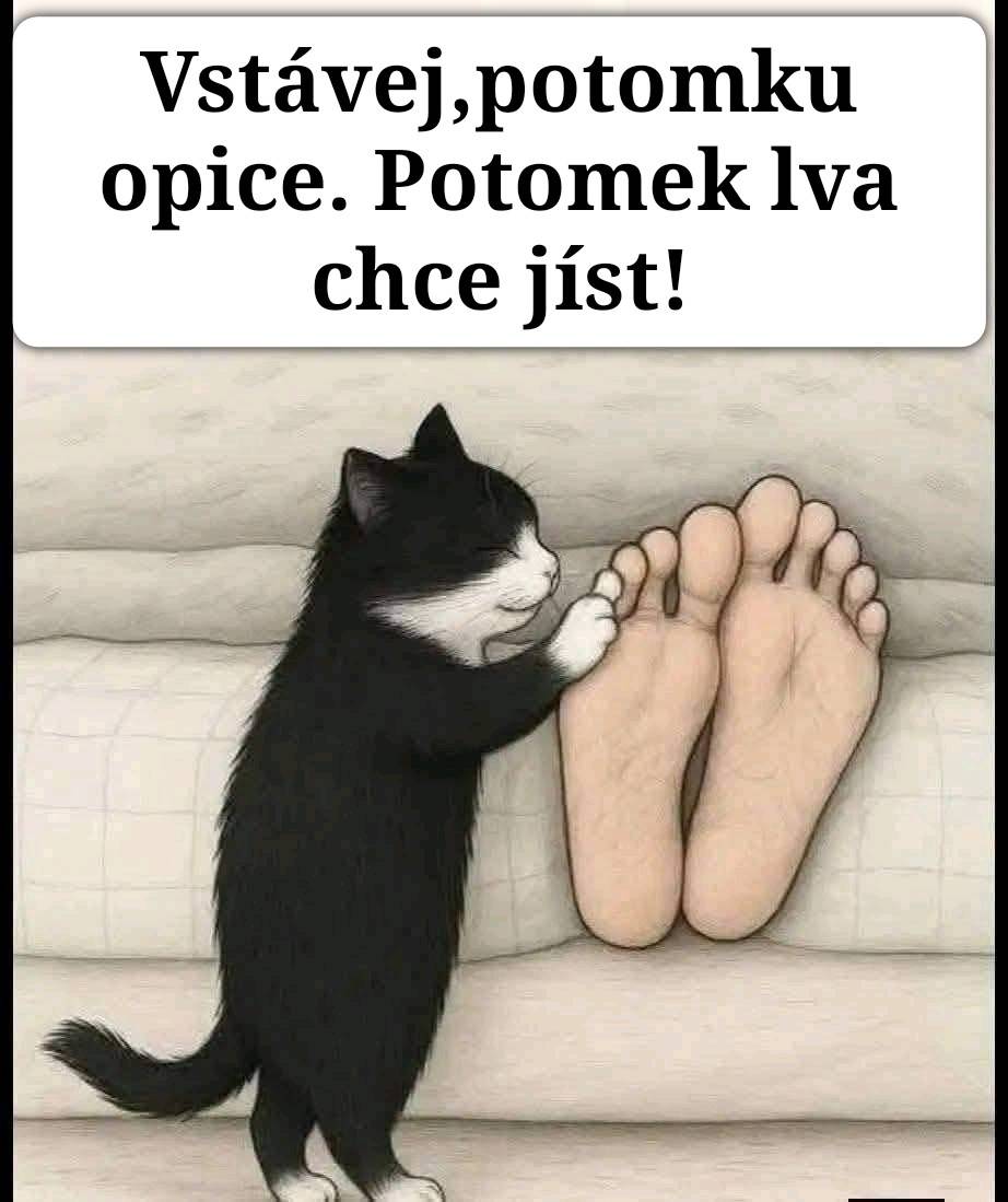 Mačka budí človeka ťahaním za nohy s vtipným nápisom Vstávej, potomku opice. Potomek lva chce jíst!.