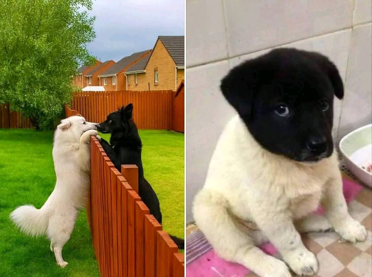 Dva psy sa pozerajú cez plot na dvore; rozkošné šteniatko sedí vedľa misky v interiéri.