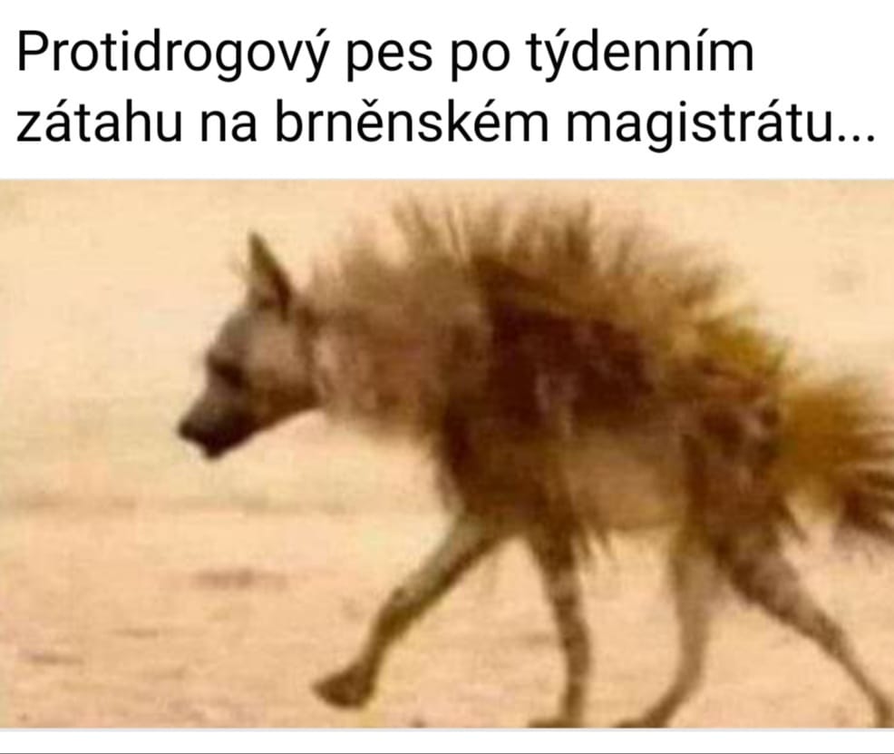 Zdĺžka pohľad špinavého psa s rozcuchanou srsťou na púšti.