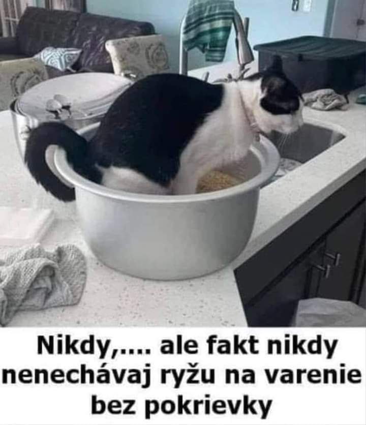 Mačka v kuchyni sedí v hrnci s ryžou bez pokrievky na kuchynskej linke.