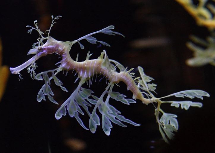 Morský drak listový plávajúci vo vode, s jemnými plutvami napodobňujúcimi riasy, na tmavom pozadí.