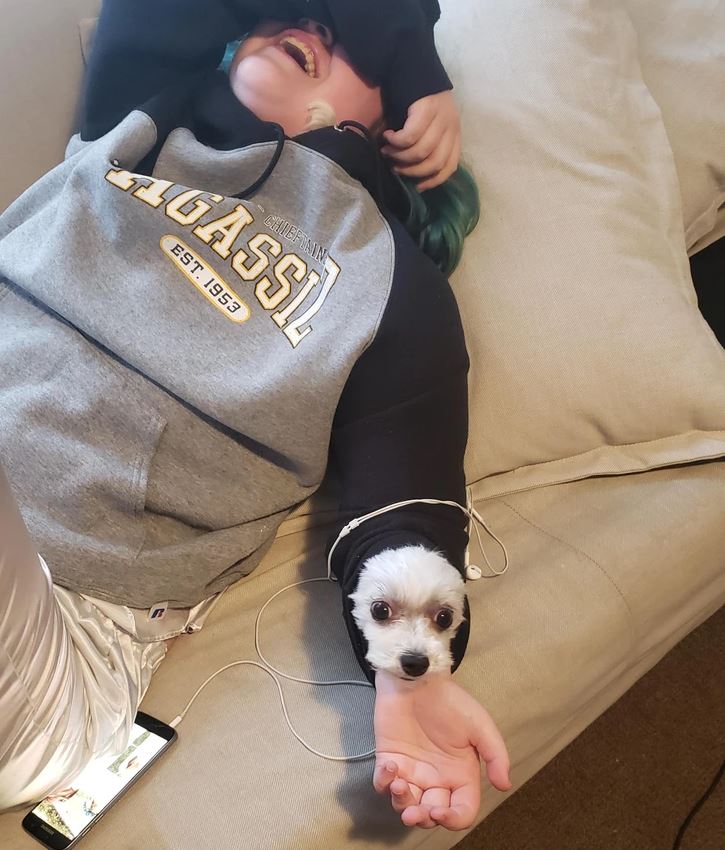 Osoba leží na gauči, malý pes vykúka z rukáva mikiny, vyzerá roztomilo a spokojne.