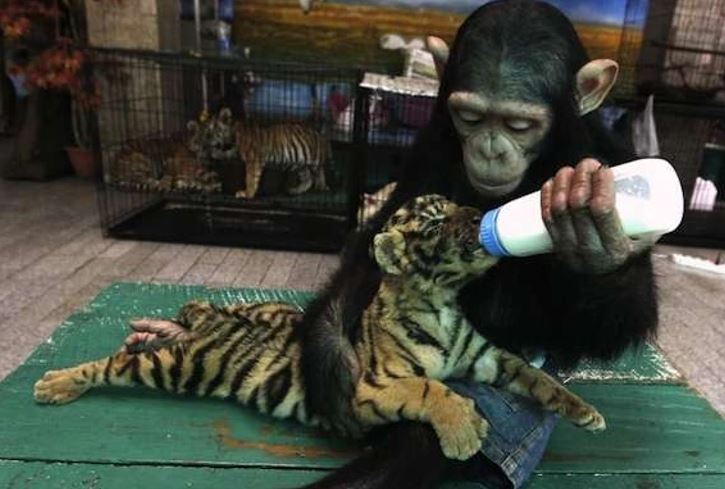 Šimpanz kŕmi fľašou mláďa tigra, zatiaľ čo ďalší tigri sú v pozadí v klietke.