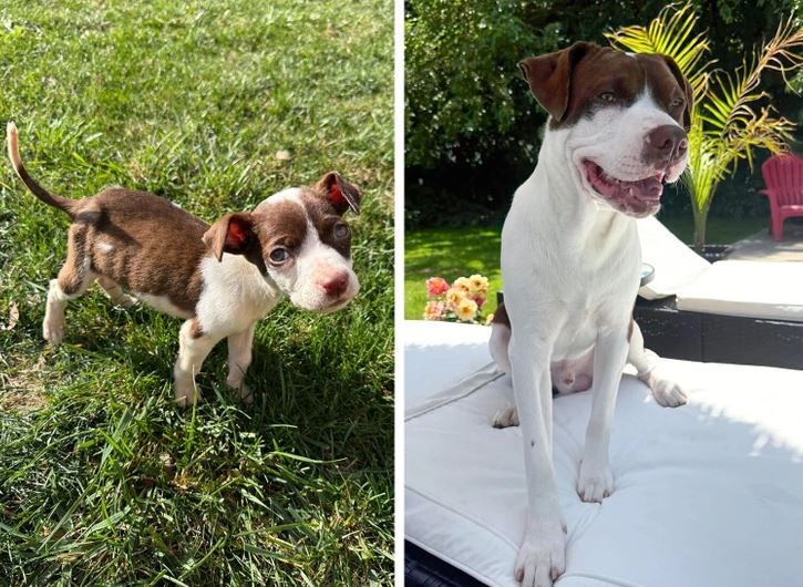 Mladý pes pred a po raste, vľavo šteňa na tráve, vpravo dospelý pes na terase.