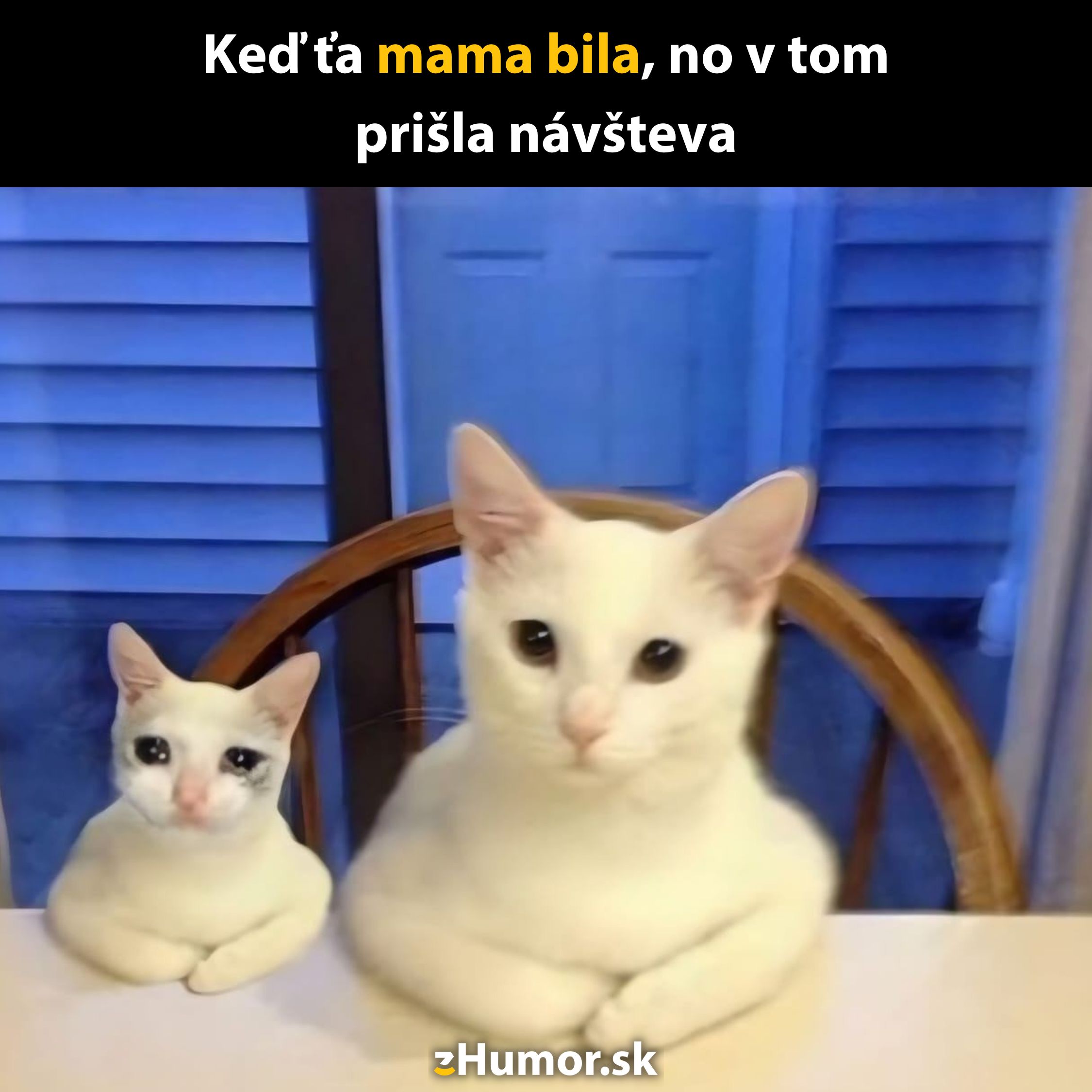 Dve roztomilé mačky s rôznymi výrazmi sedia za stolom, text dodáva humorný kontext situácii.