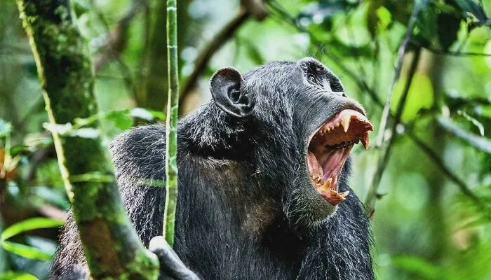 Šimpanz v džungli s otvorenými ústami, ukazujúci svoje zuby, obklopený zelenými rastlinami.