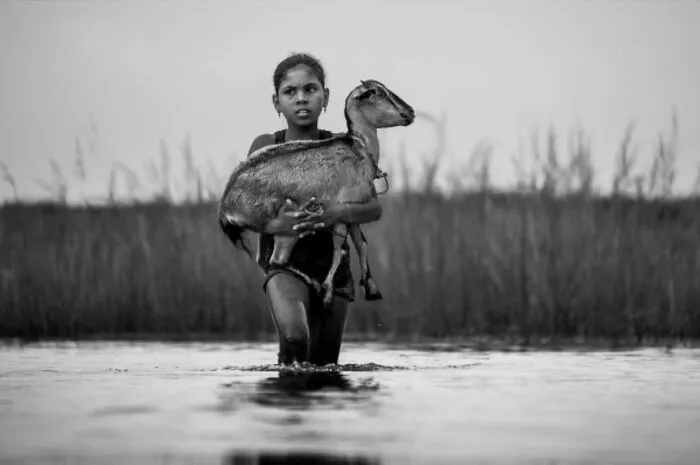 Dieťa v čierno-bielom zábere nesie kozu cez plytkú vodu s rákosím v pozadí.