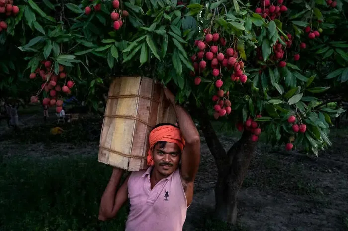 Muž zbiera liči pod stromom, nesie drevený kôš v sadoch, scéna z poľnohospodárskej práce.