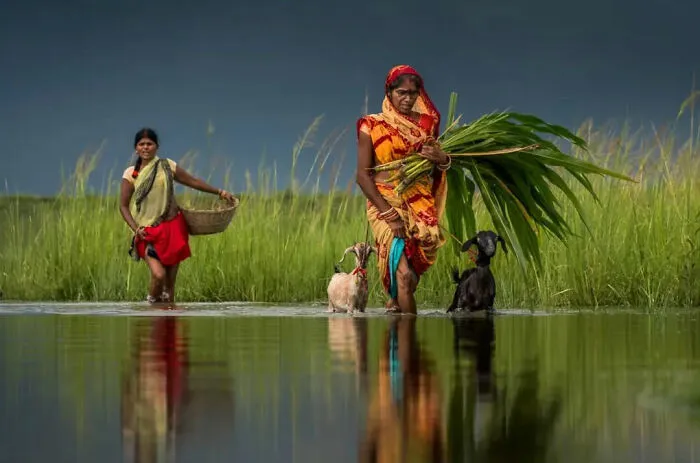 Ženy prechádzajú cez rieku s košom a zeleninou, sprevádzané kozami na vidieckom vidieku.