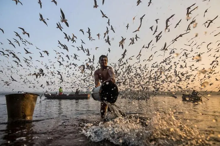 Muž v rybárskej lodi hádže vodu, obklopený kŕdľom vtákov pri západe slnka na rieke.