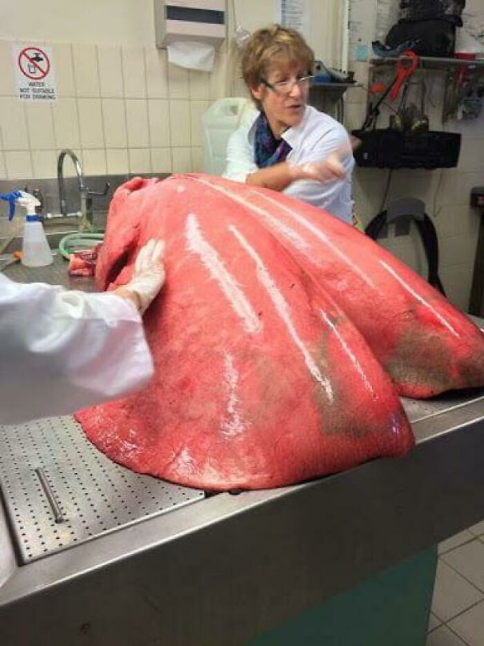 Osoba v laboratóriu s obrovskými pľúcami veľryby na pracovnom stole.