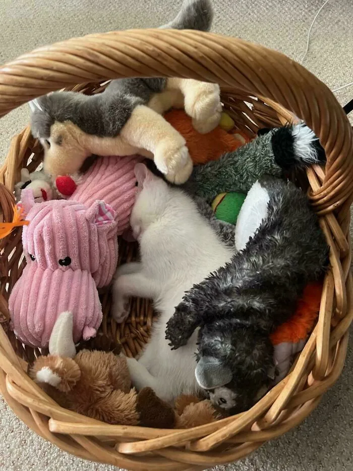 Malé biele mačiatko spí v košíku medzi plyšovými hračkami rôznych zvierat.