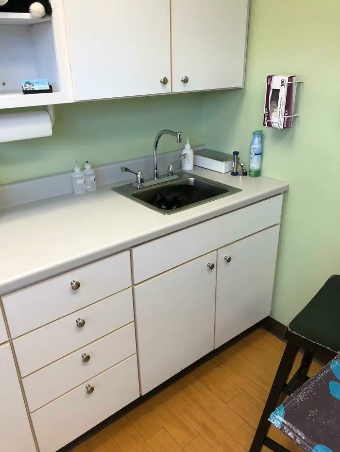 Mačka schovaná v umývadle bielej lekárskej ordinácie, zelené steny, rôzne potreby na poličkách.