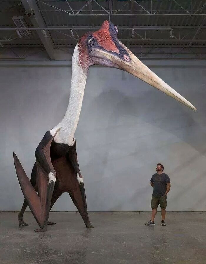 Muž vedľa obrovského modelu prehistorického lietajúceho tvora v múzeu, ukazujúci jeho impozantnú veľkosť.