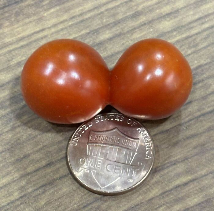 Dvojité cherry paradajky vedľa mince na drevenom povrchu.