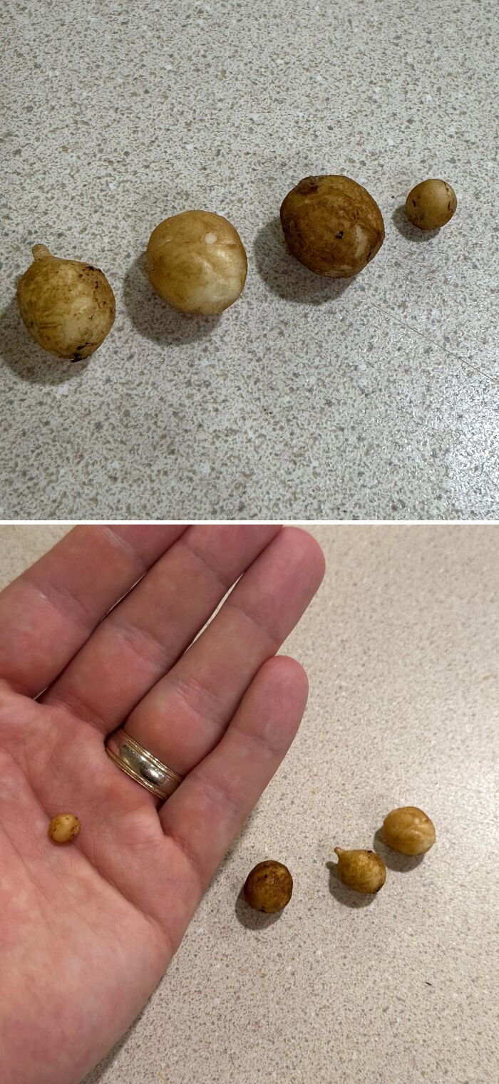 Malé zemiaky rôznych veľkostí na kuchynskej linke a v ruke.