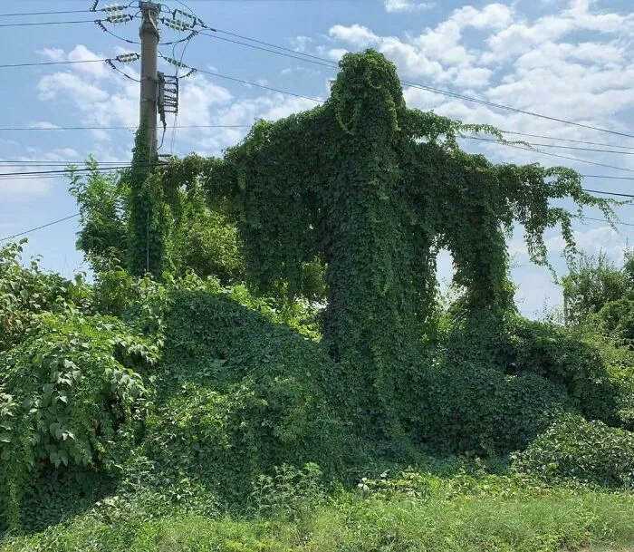 Vinice obrastené elektrické vedenie na slnečnom dni, pripomína prírodnú postavu obklopenú prírodou.
