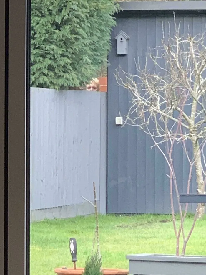 Osoba nakúkajúca cez plot v záhrade, vedľa dreveného plota a vtáčej búdky, pred zimným holým stromom.