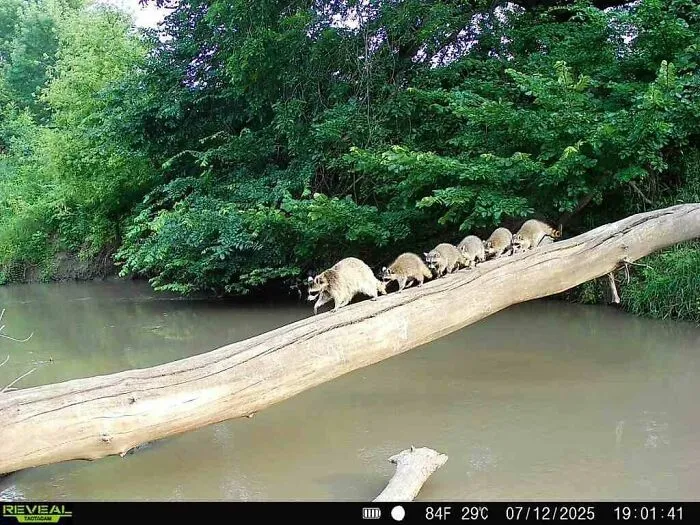 Rodinka mývalov prechádza cez rieku po spadnutom strome v zelenej lesnej krajine.