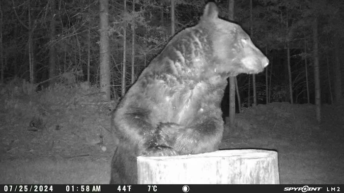 Medveď zachytený nočnou kamerou v lese, opierajúci sa o pník stromu.