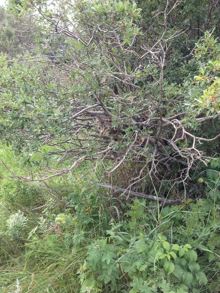 Mačka ukrytá medzi vetvami krovia v zelenom prostredí lesa, maskovaná v divočine.