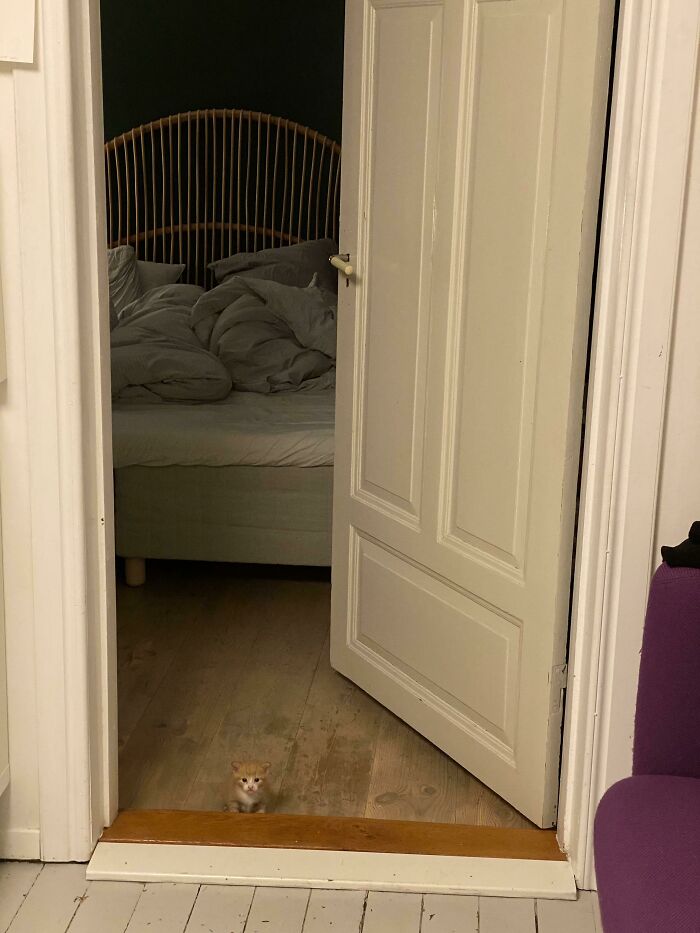 Malé mačiatko stojí vo dverách spálne, s posteľou v pozadí.