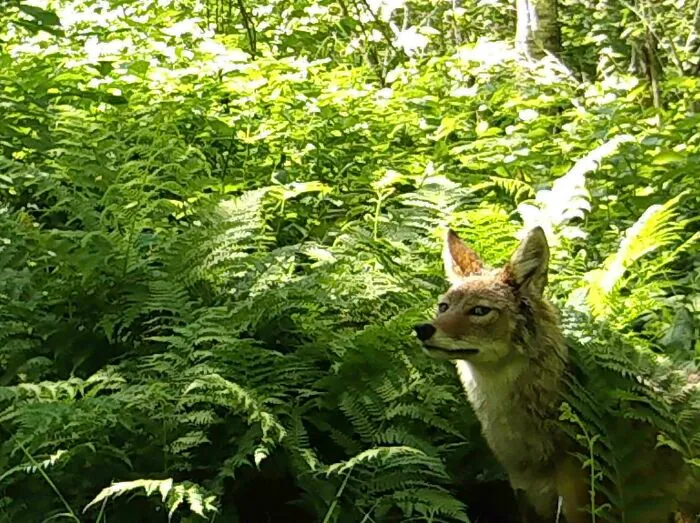 Kojot schovaný v hustej zeleni a papradi v lese, pozorne sleduje okolie.