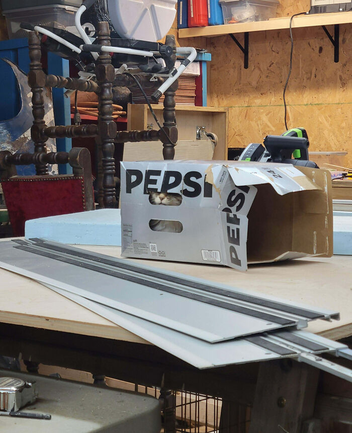 Mačka sa skrýva v kartónovej krabici v dielni obklopenej náradím a materiálmi na pracovnom stole.