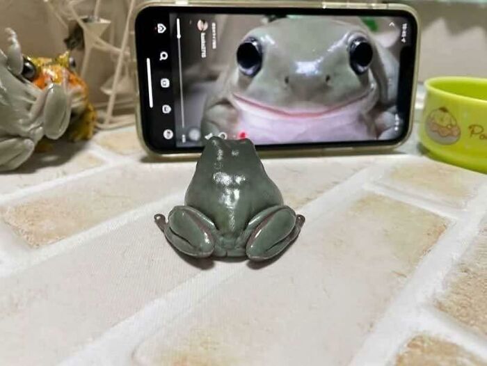 Žaba na stole pozerá na svoj obraz na telefóne, zachytená pri zvláštnom selfie momente.