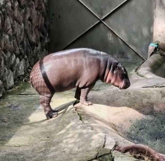 Malý hrošík v zoologickej záhrade stojí osvetlený slnečnými lúčmi na betónovom podklade.