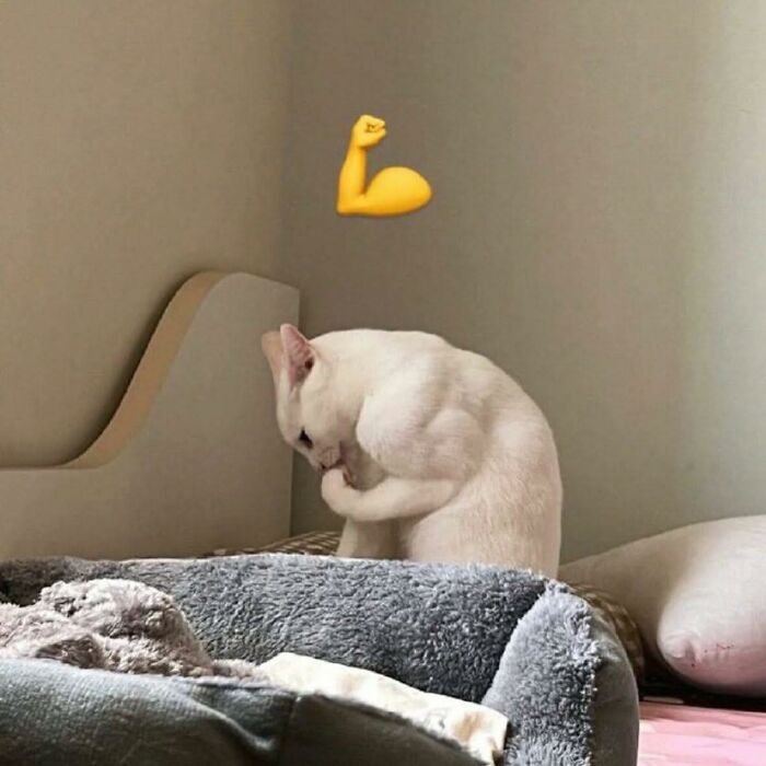 Svalnatá mačka stojí vedľa postele, s emoji svalov nad hlavou, vtipne ukazuje svoju silu.