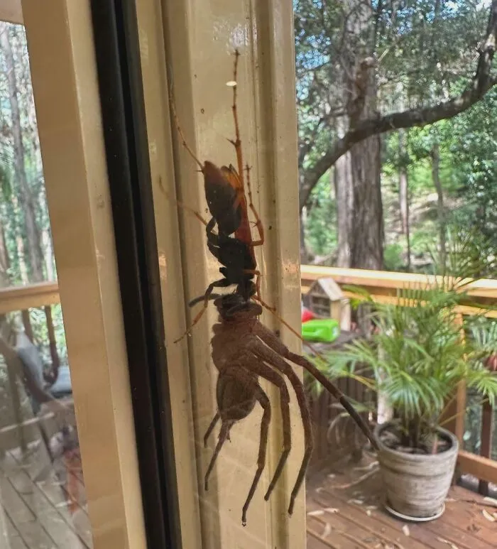 Obrovský pavúk a osa na skle dverí s výhľadom na zelenú terasu plnú rastlín a stromov.
