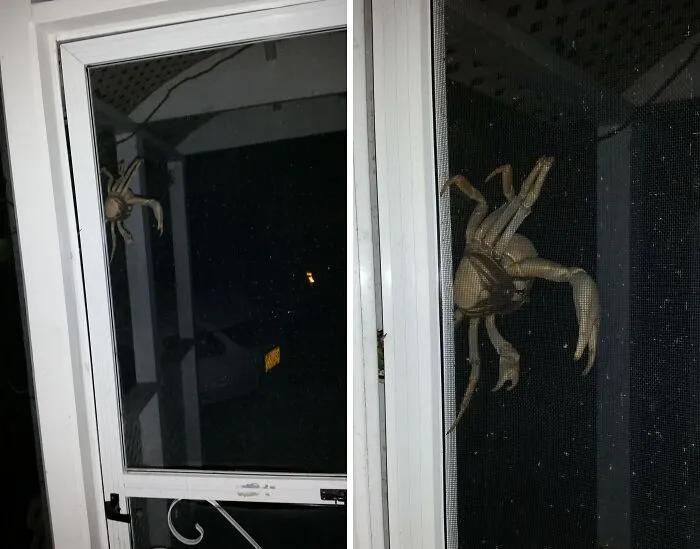 Obrovský krab na sieti dverí počas noci vonku pri osvetlenej verande.