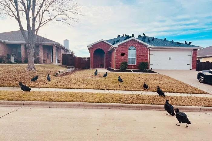 Dom obklopený kŕdľom vtákov na dvore a streche, s modrou oblohou v pozadí.