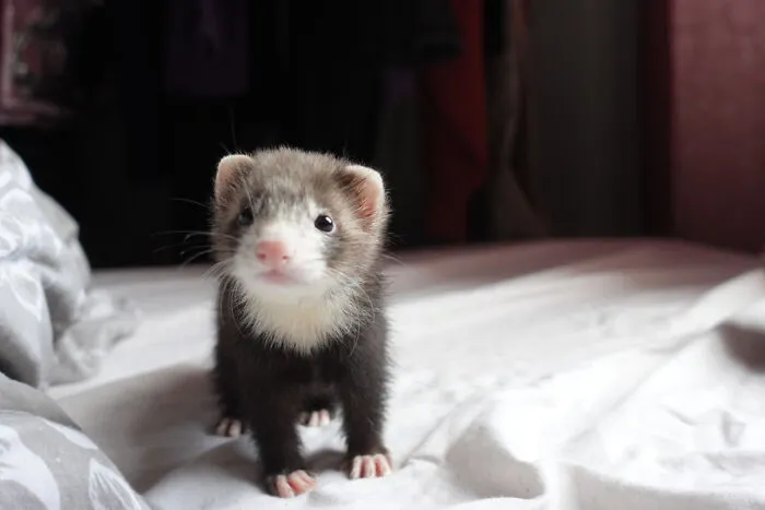 Roztomilé fretka mláďa stojí na posteli a skúma okolie.