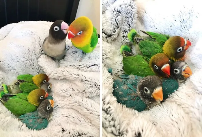 Päť malých papagájov na plyšovej deke, rodičia strážiaci mláďatá.