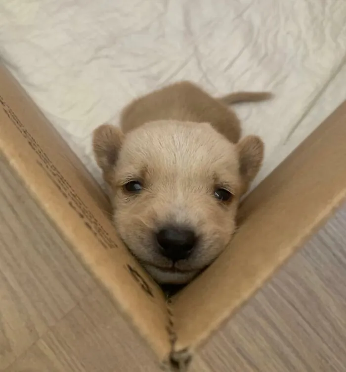 Roztomilé šteniatko hľadí z krabice, jeho hlavička je mierne naklonená. Zvedavo sa pozerá do objektívu.