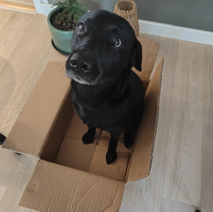 Čierny pes sedí v kartónovej krabici na drevenej podlahe, vedľa kvetu.