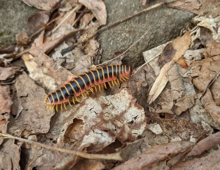 Tisícnožka na hnedom lístí v lese, farebné telo s žltými nožičkami. Bio diverzita a život v prírode.