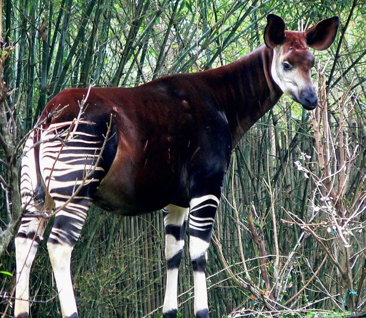 Okapi stojí v lese; má tmavohnedú srsť a pruhované nohy pripomínajúce zebru.