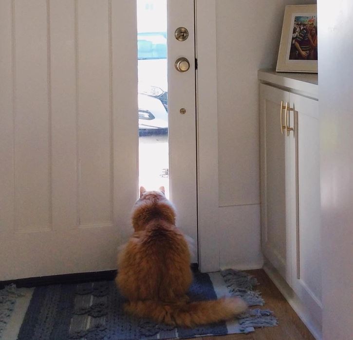 Mačka sediaca pri otvorených dverách sleduje vonkajší svet, túžiaci po dobrodružstve.