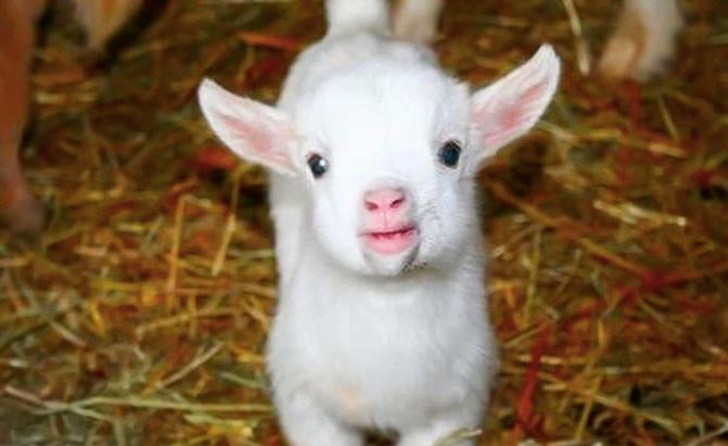 Roztomilé kozliatko stojace na slame, s bielou srsťou a ružovým ňufákom, pozerajúce priamo do fotoaparátu.