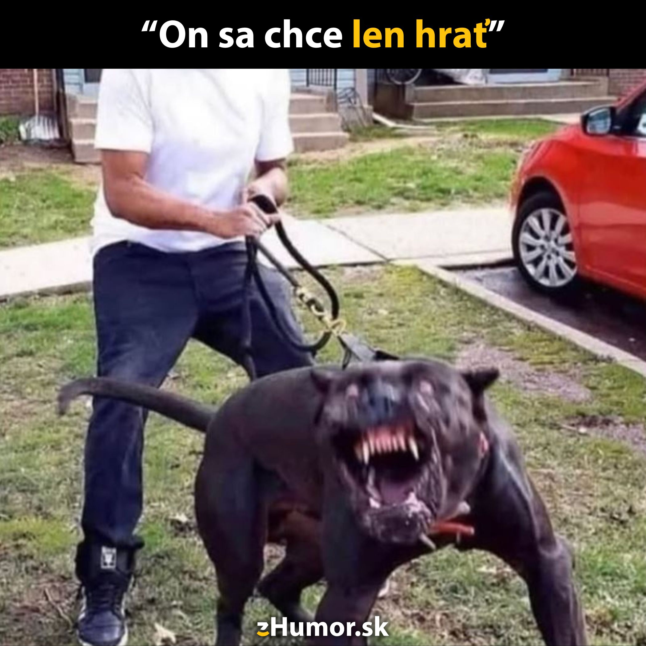 Pes na vodítku s otvorenou papuľou, majiteľ ho ťažko drží.