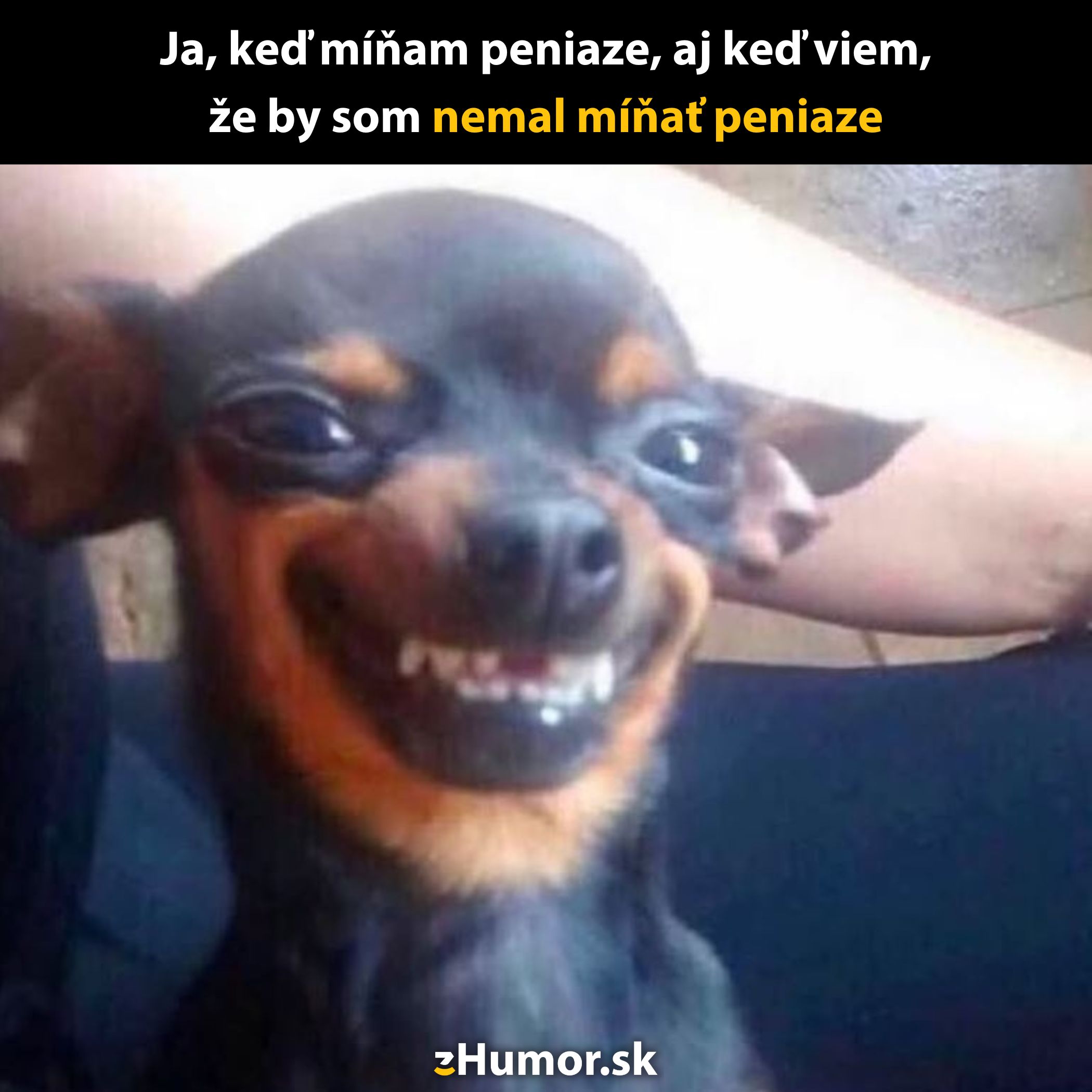 Pes s úsmevom a textom: Ja, keď míňam peniaze, aj keď viem, že by som nemal míňať peniaze.