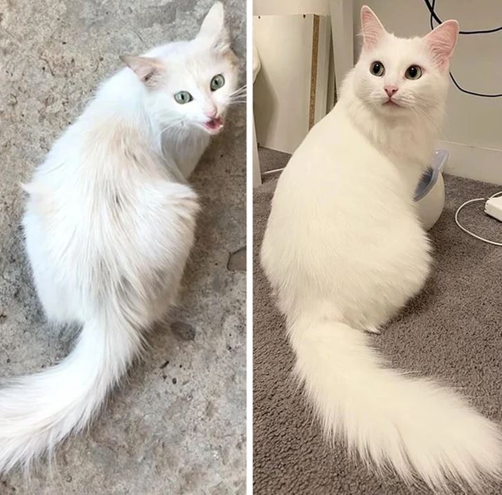 Premena bielej mačky: Z chudej a strapatou do zdravej a lesklej srsti.